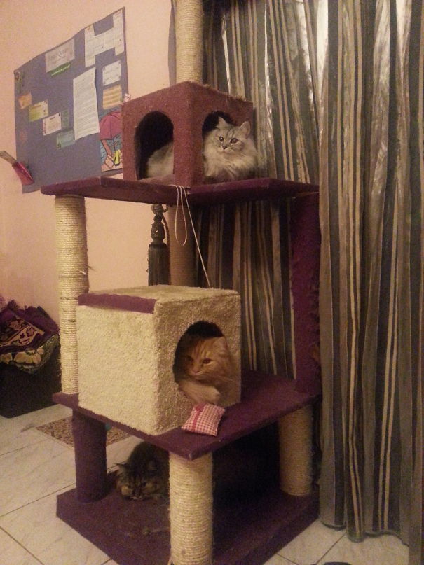 My 3 Royal Cats, Two Persians And One Siberian, Two Boys And A Girl. They Be Very Territorial For This Condo It's Truly Game Of Thrones And The Girl Wins Over The Tree House. She's Looks Innocent In The Picture, Yes! The Dark Brown One! 😀😁