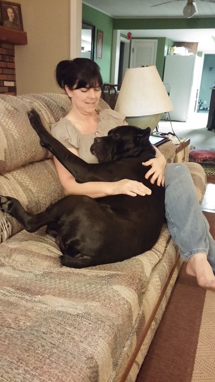 Our Granddog, King. 125 Lbs Of Italian Cane Corso Who Thinks He's A Tiny Baby.