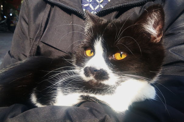 My Cat Has A Pair Of Butt On His Face...