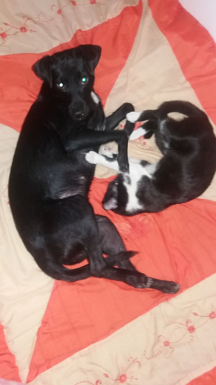 I Surprised Nera ( Dog ) And Nyx Cat Playing