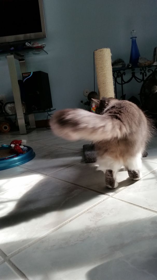 Gia The Maine Coon Looks Like She Wears Bloomers And Black Go-go Boots
