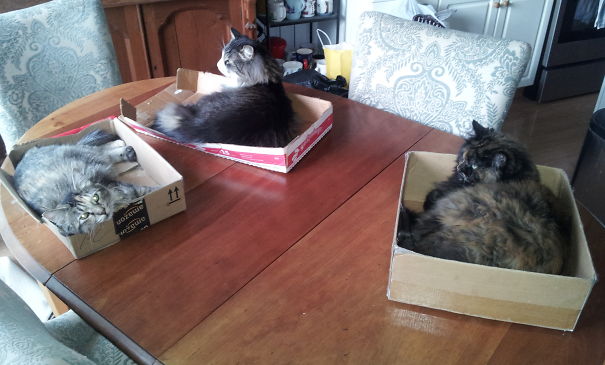 Box-lovin' Cats! L To R: Trixie, Pips, Amber