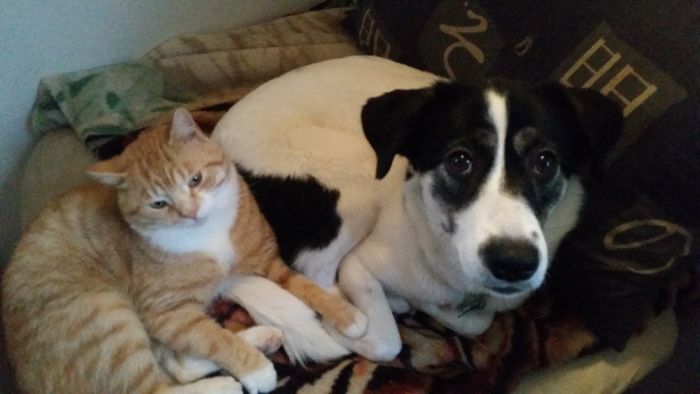 Molly And Our Rescue Cat Momo