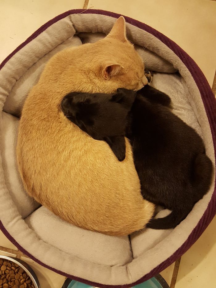 Yin-yang, A.k.a. Reuben And Petunia