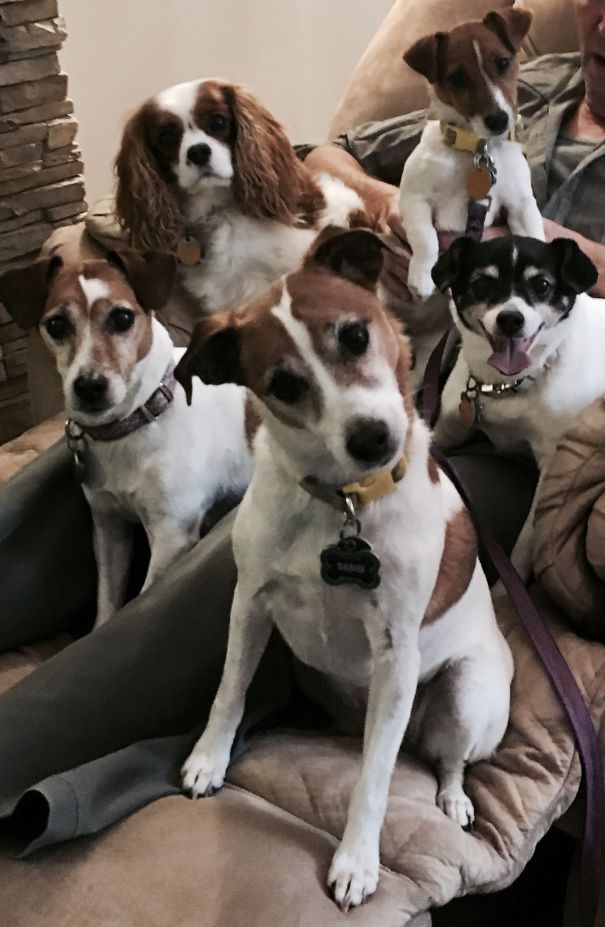 Trixie, Chloe, Lucy, Holly And Sadie!