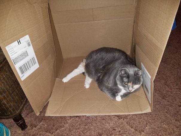 My Cat Bootsy Has A Pair Of White Stripper Boots On.