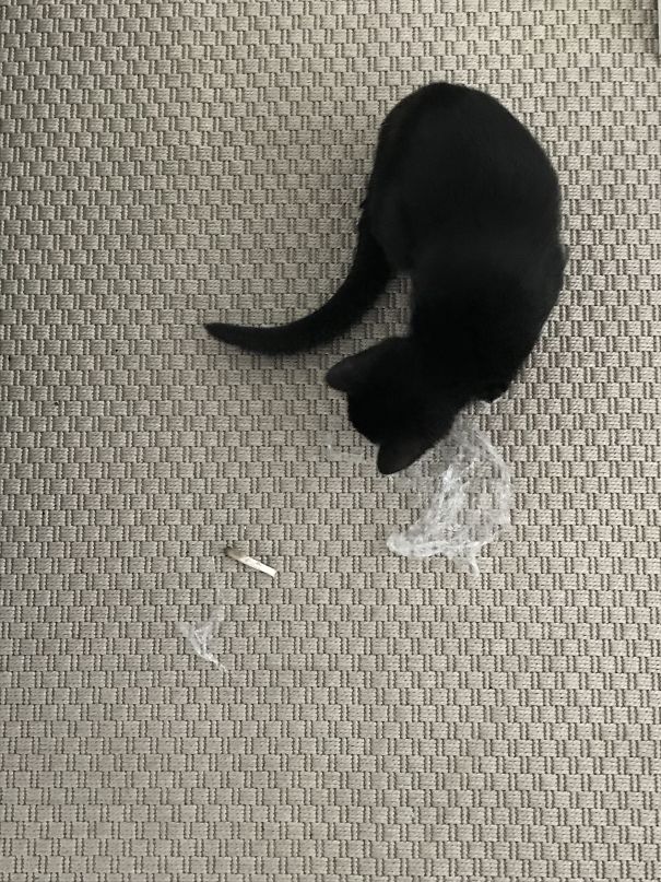 My Kitten Brought Me A Joint To My Desk. She Thinks I Need To Relax!