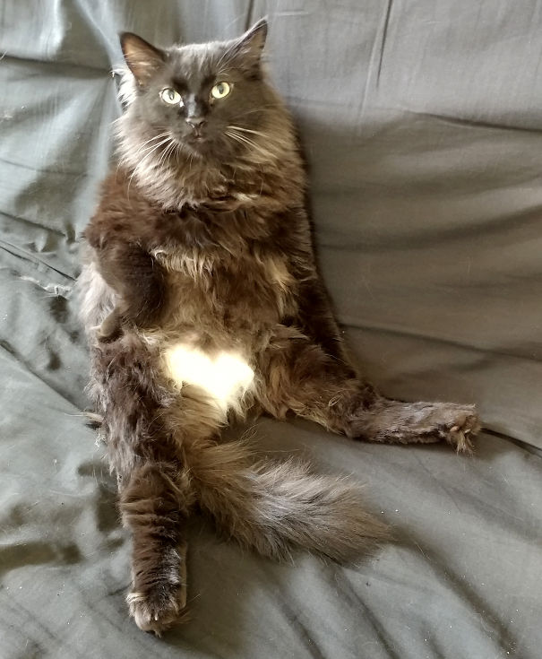 Thor: The Cat With A Heart On