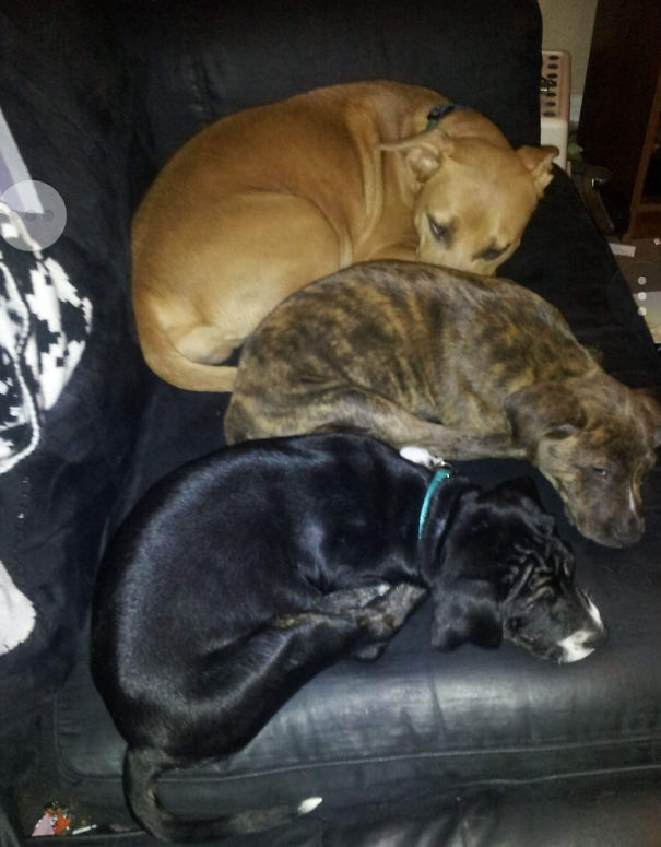 "no I Promise After We Get Her We Won't Get Anymore Dogs, 1 Is Enough." Oops