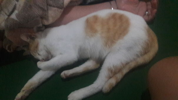 This Is G6 Our Cool Cat With A Heart