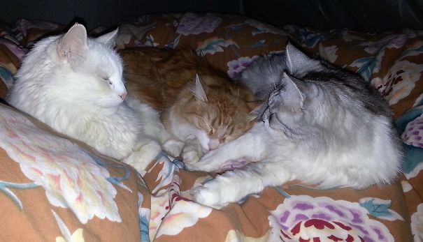 My Three Turkish Angoras: Anoush, Harika And Kayisi