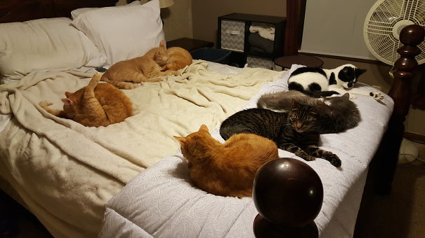 Keeping Your Kitties In A Row.