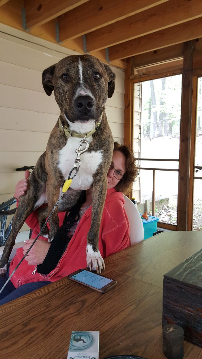 My Neighbors Pit Whippet Mix, Such A Big Baby