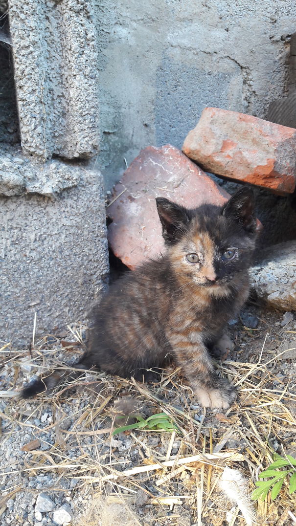 The Phantom Of The Opurrra Kitten 😻