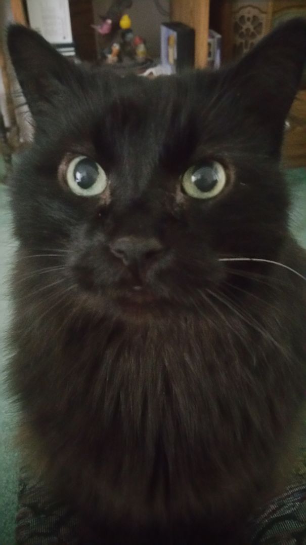 My Pure Black Kitty Has One White Whisker