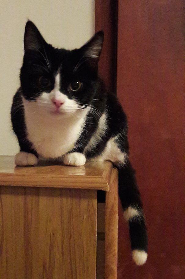 Mr Socks, The Ring Tailed Lemur.