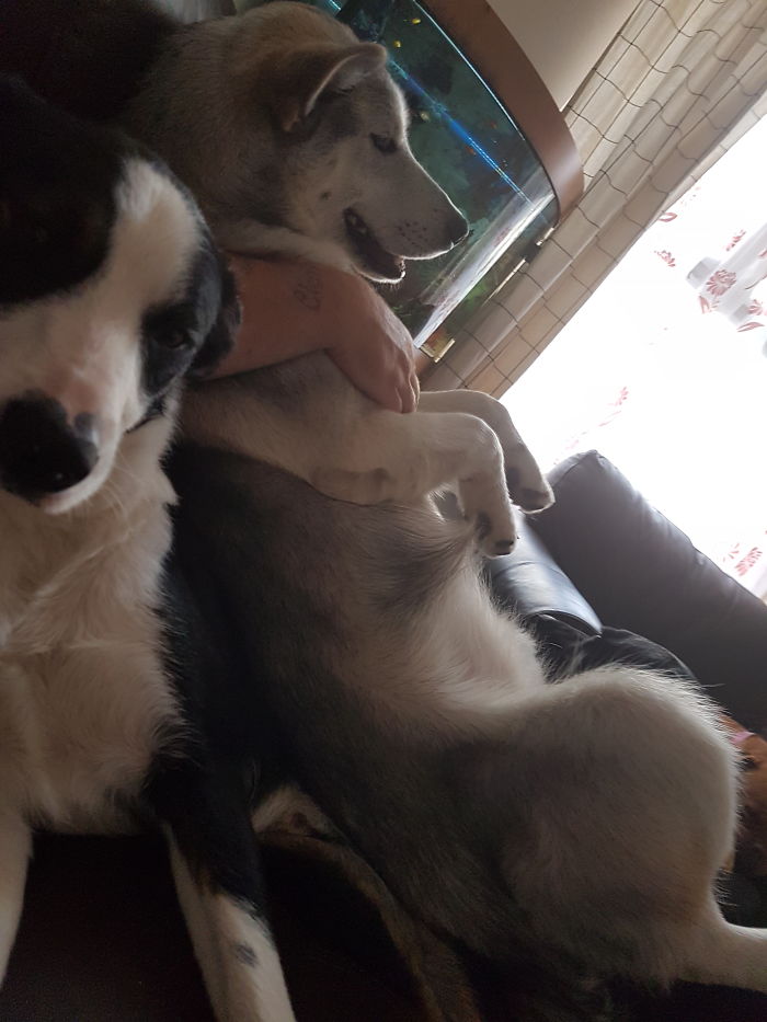 My Partners Under There Somewhere 🙈 Roxamute Thinking Shes Smaller Than She Is Lol Malamutey Problems ❤🐶