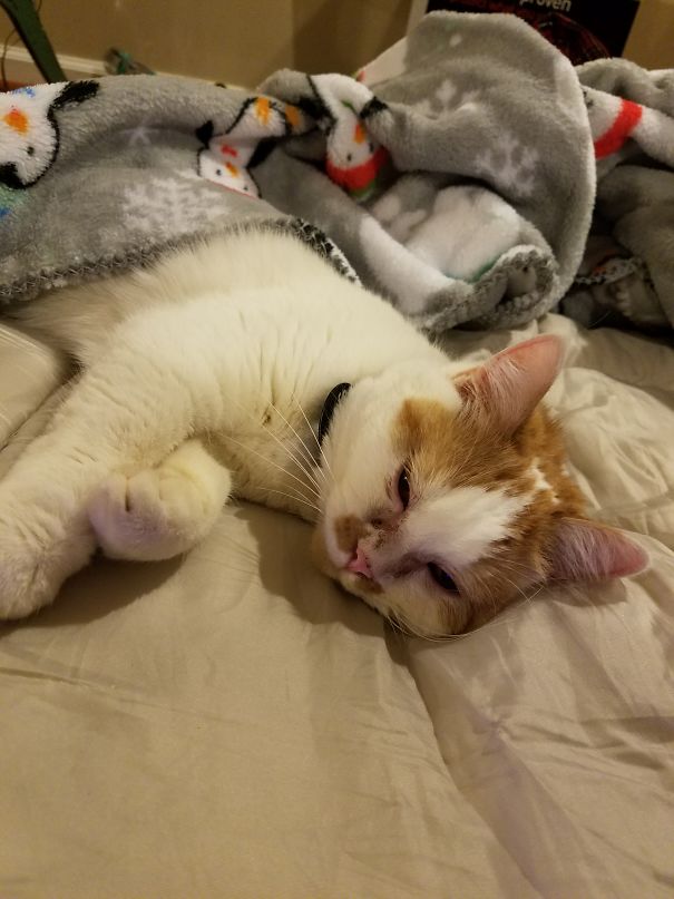 My Cat Peaches She Has A T On Her Head And Is The Same Colors As The Tn Vols And Texas Longhorns