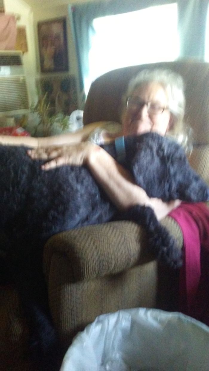 My Standard Oil King Poodle Thinks He's A Lap Dog
