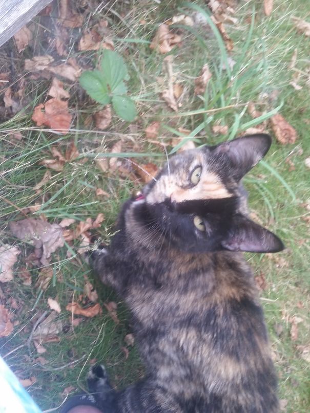 My Calico Kitty Two Face But We Also Call Her Harvey Dent From Batman