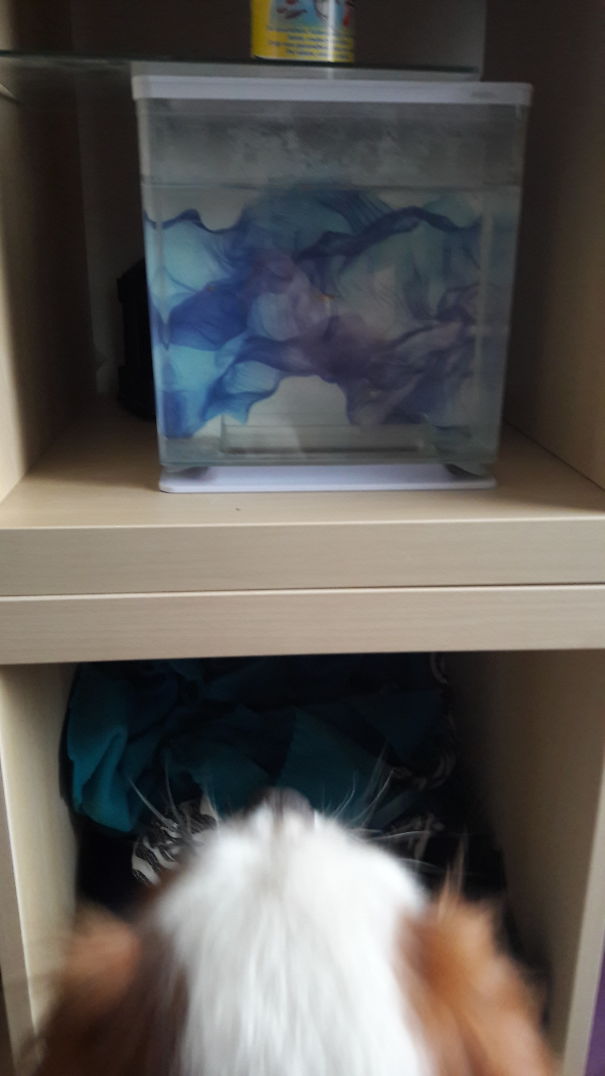 My Dog Loves Little Fish