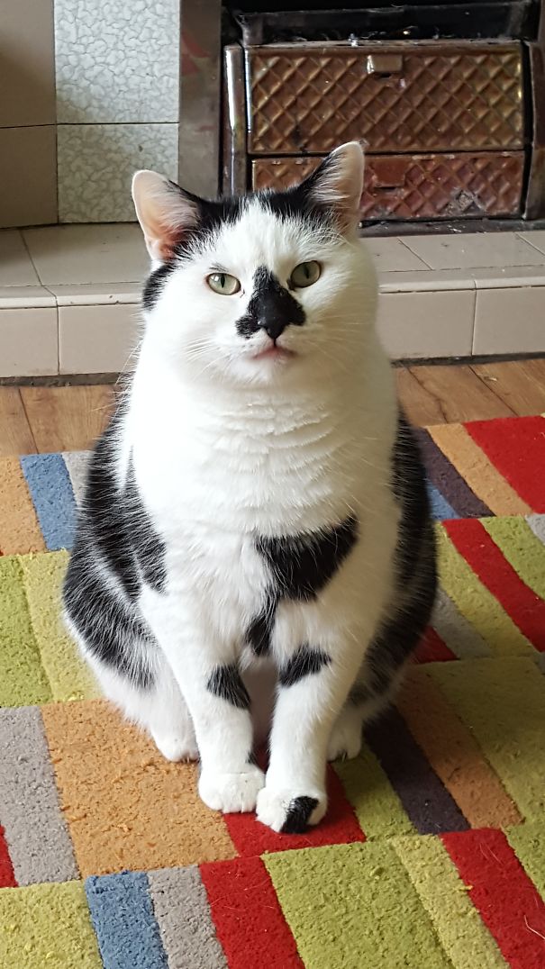 This Is Boris, He Has A Tree On His Nose And A Black Toe.