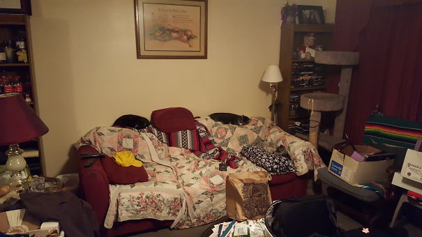 Who Needs Throw Pillows When You've Got Pets Who Spend Most Of Their Days On The Couch??