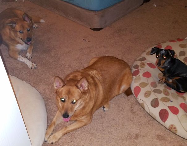 I Catch Them Having Secret Meetings About Those Pesky Cat Roomates...