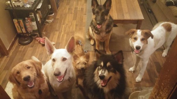 6 Of 7 Dogs, The Other On The Couch