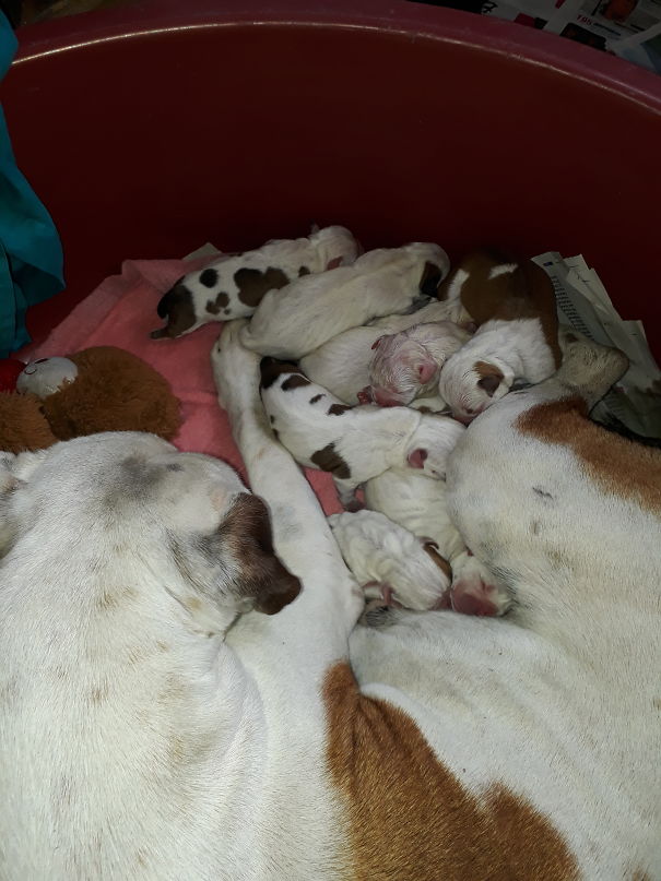 Current Standing? 11 Pups, 2 Dogs, 2 Bunnies And 2 Hamsters... All Not Present In Pic