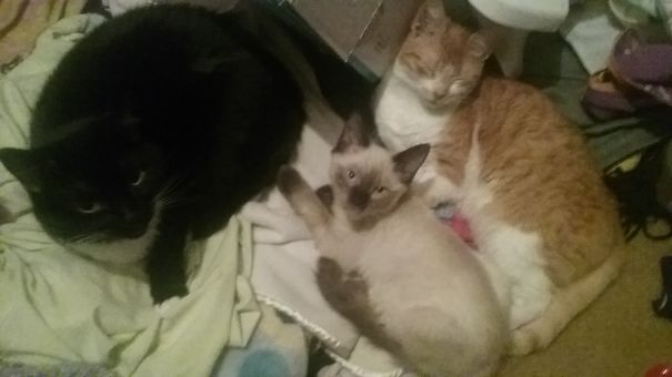 Afternoon Naptime On The Clean Blankets.