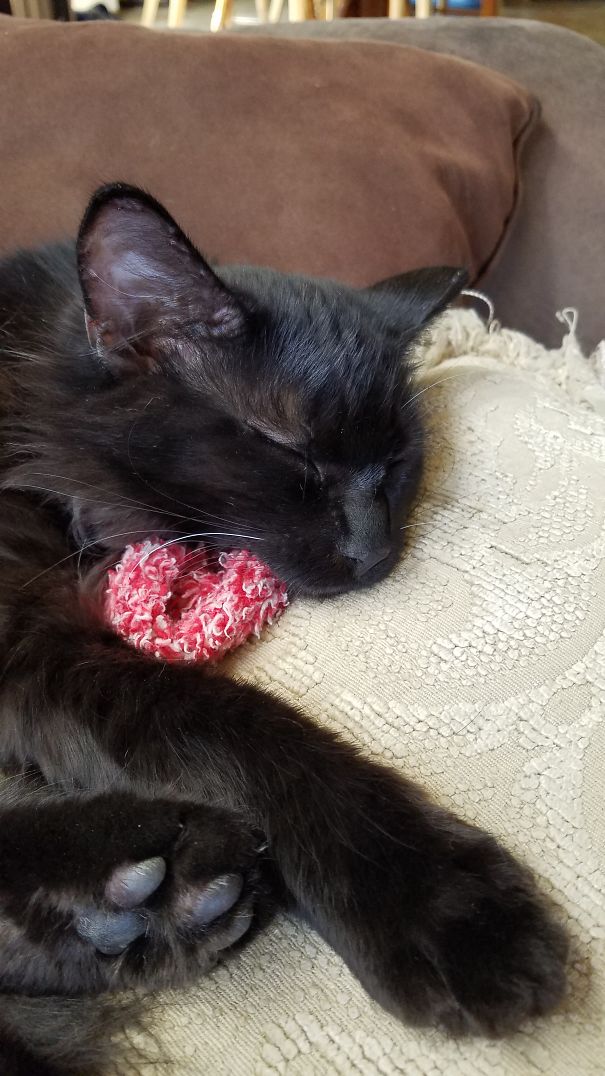 Little Molly Has One White Whisker On Each Side.