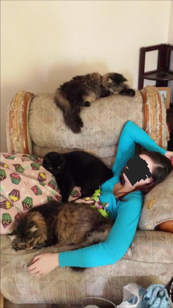 Seeing All 3 Laying Together With Me Without Fighting Almost Makes Me Forget That They Trashed My Chair...almost...