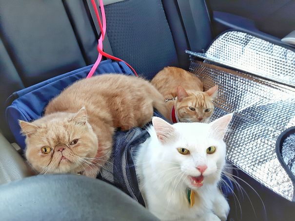 Coming Back Home After Runnig Away From Hurricane Irma. My Loves!!