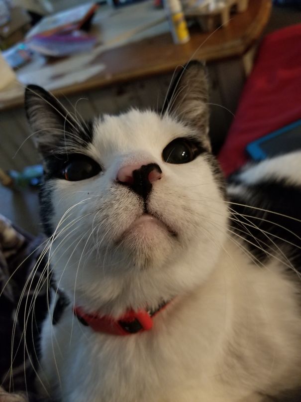 My Cats Eye Liner Makes Him Look Like An Anime Cat.