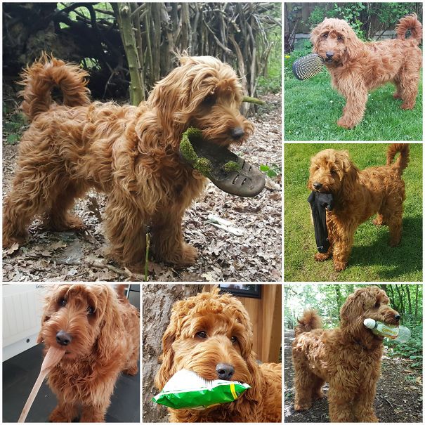 More Of Fred's Finds 🐶