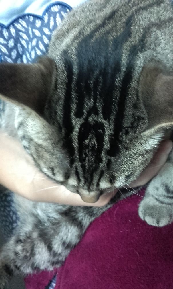 Jon Snow Knows My Cat