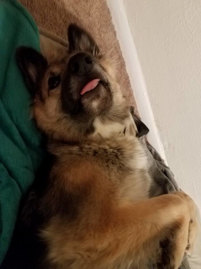 Mia, Adopted From The Shelter... Can't Imagine Our Lives Without Her Now.