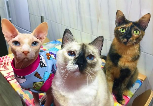 Hi Pandas! We Are Pisto (3), Tini (10) And Soia (2), All Rescued!