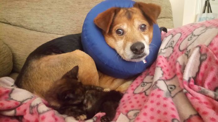 My Dog Is Pretty Sure He's The Kitten's Baby Momma...