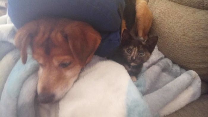 She Firmly Believes She Is Dog-baby. Or Dog Body Part...