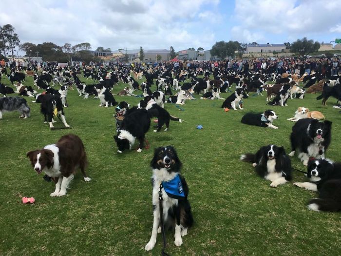 576 Border Collies Get Together In One Place To Break A World Record 576 Border Collies Get Together In One Place To Break A World Record