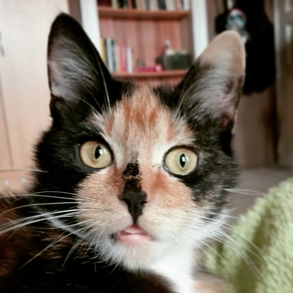 Owl Or Cat? Why Not Both?