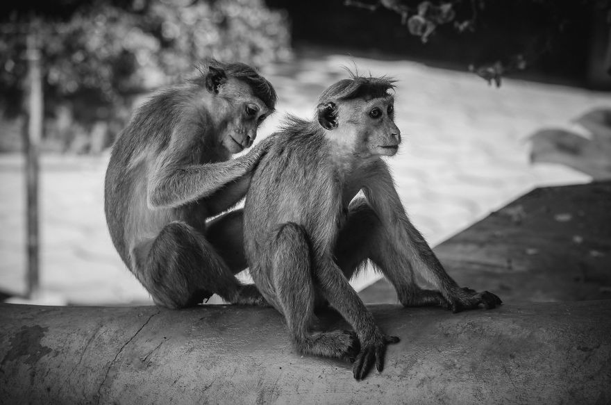I Took This Series Of Makaka Portraits During My Trip In Sri Lanka