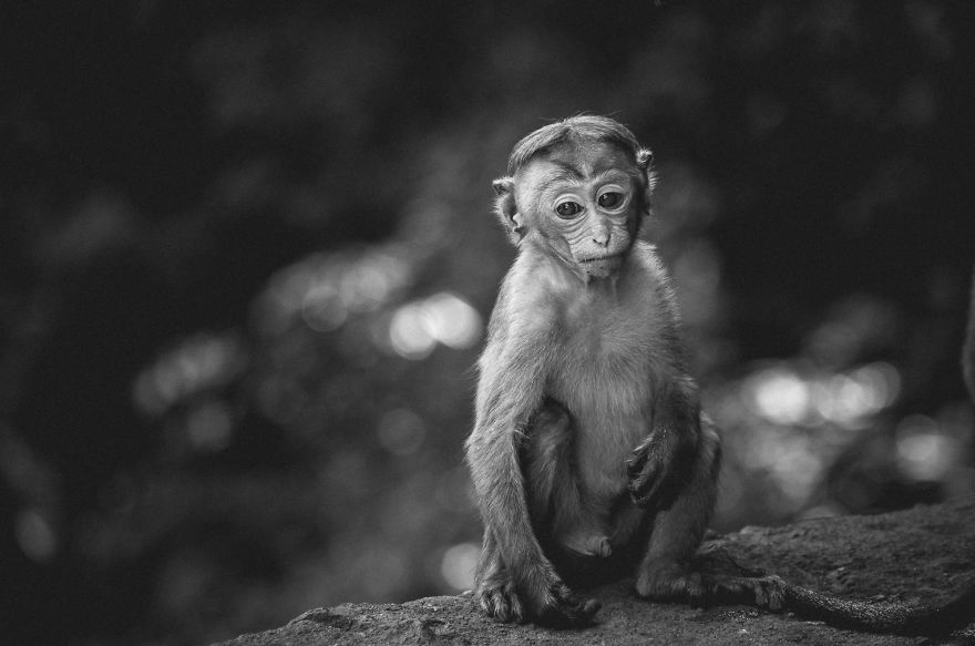 I Took This Series Of Makaka Portraits During My Trip In Sri Lanka