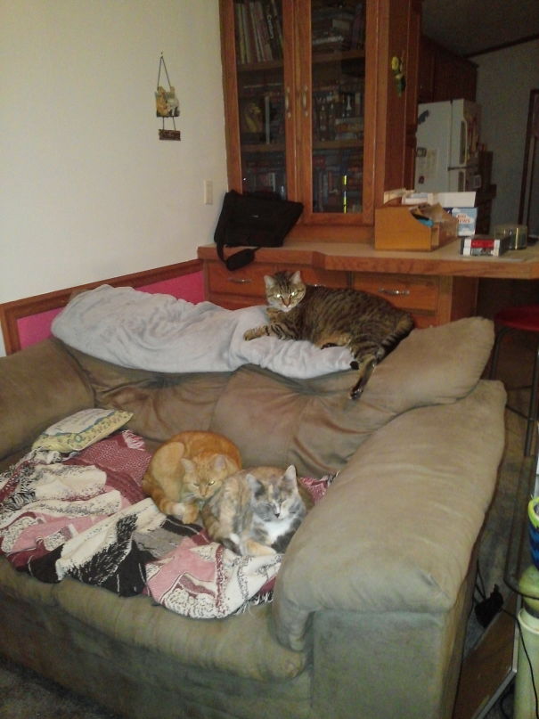 3 Cats And A Couch
