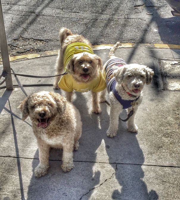 My 3 Little Rascals...