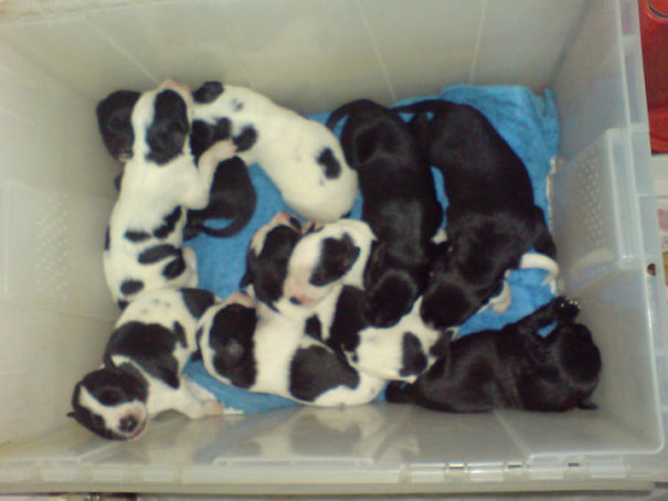 10 When They Were Babies! (on Route To First Vet Check)