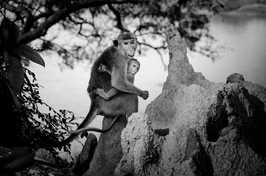 I Took This Series Of Makaka Portraits During My Trip In Sri Lanka