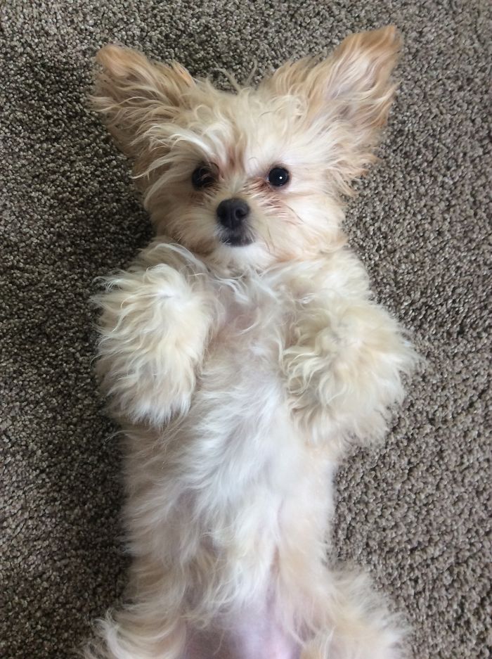 We Got Cookie A Little After School Ended. She Is A Pain In The Butt Sometimes, But We Love Her All The Same. The First Picture Is More Recent.